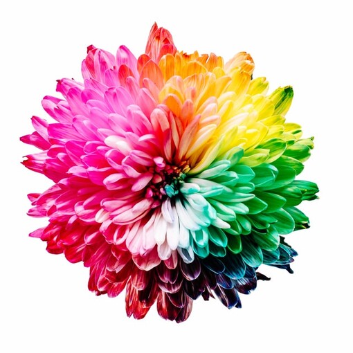 photo: rainbow colored flower