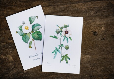 photo of two invitations on a wood surface with botanical drawings