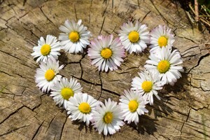 white and yellow daisies in the shape of a heart sitting on top of a tree stump