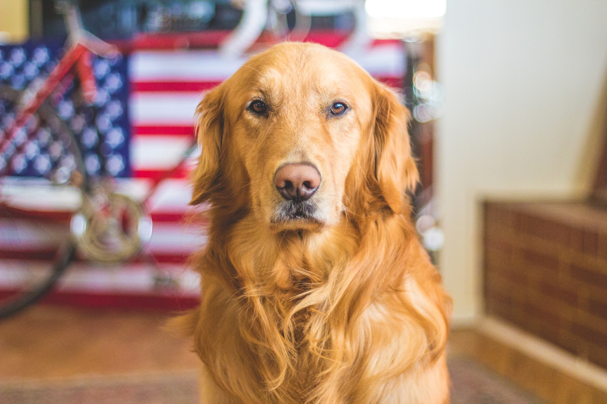 beautiful golden retriever sitting and posing with an american flag and bicycle in the background